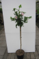 Preview: Hibiscus syriacus Hamabo 2
